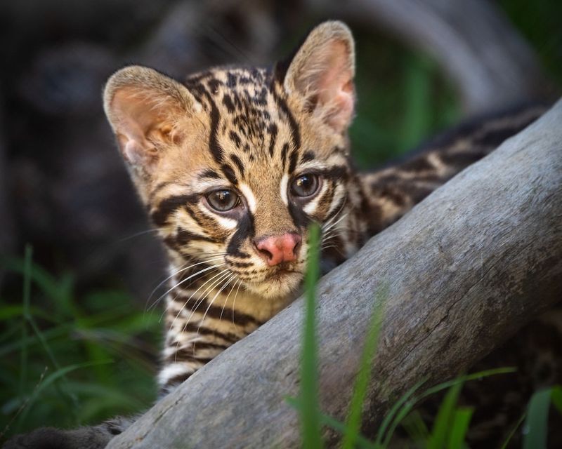 Ocelot