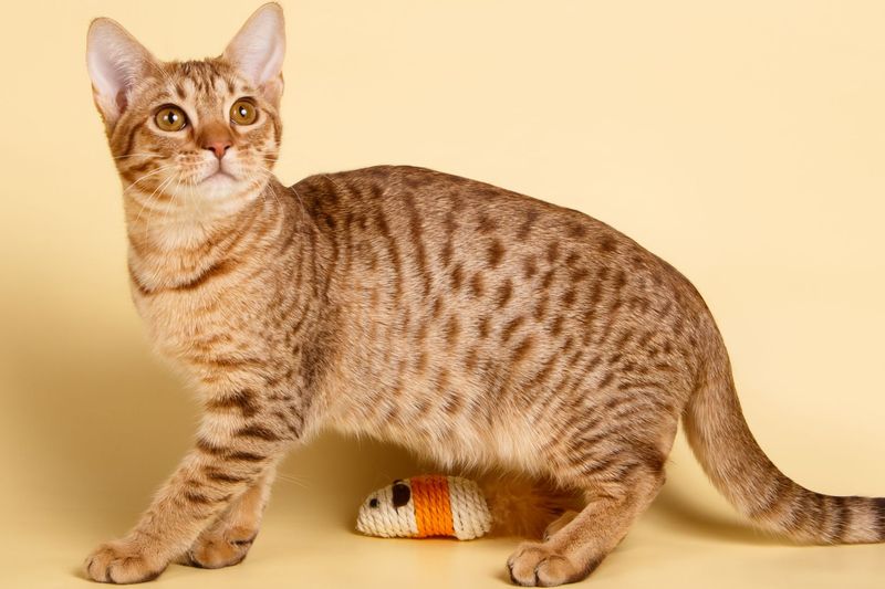 Ocicat