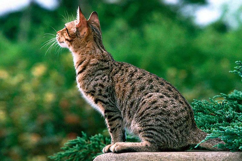 Ocicat