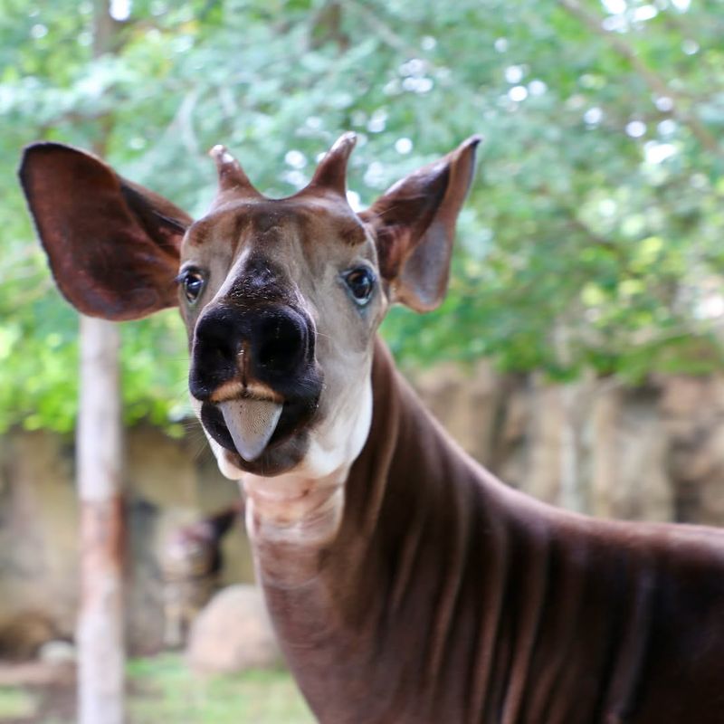 Okapi