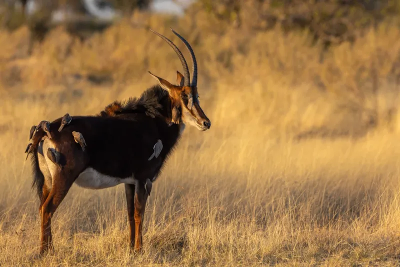 Okavango Delta, Botswana