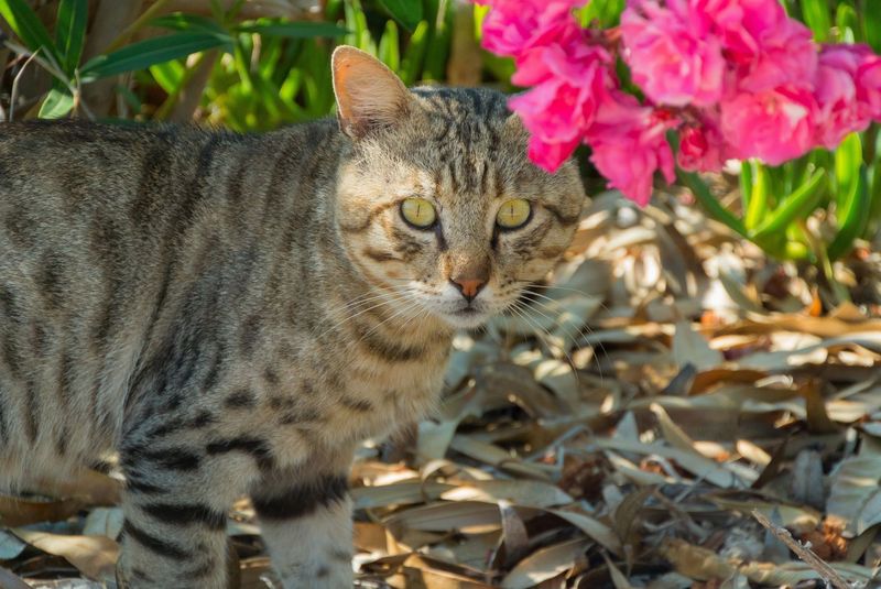 Oleander