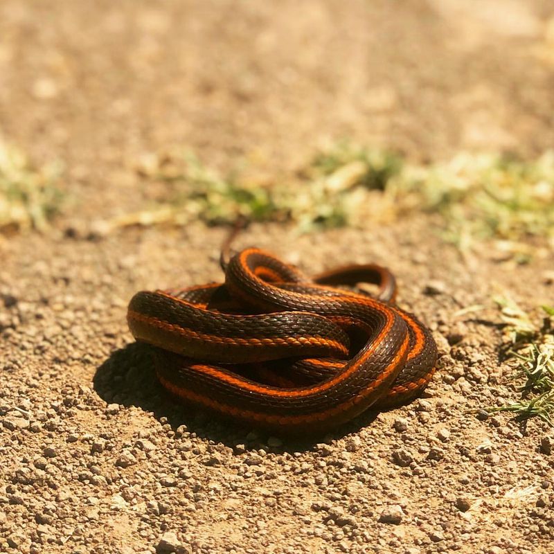 One of These 10 Snakes Could Be in Your Backyard Right Now