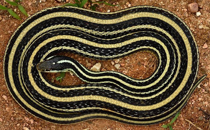 One of These 10 Snakes Could Be in Your Backyard Right Now