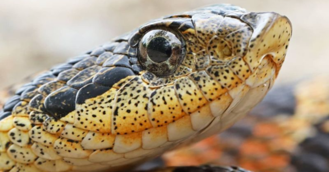 One of These 10 Snakes Could Be in Your Backyard Right Now