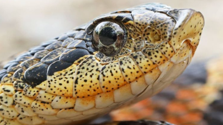 One of These 10 Snakes Could Be in Your Backyard Right Now