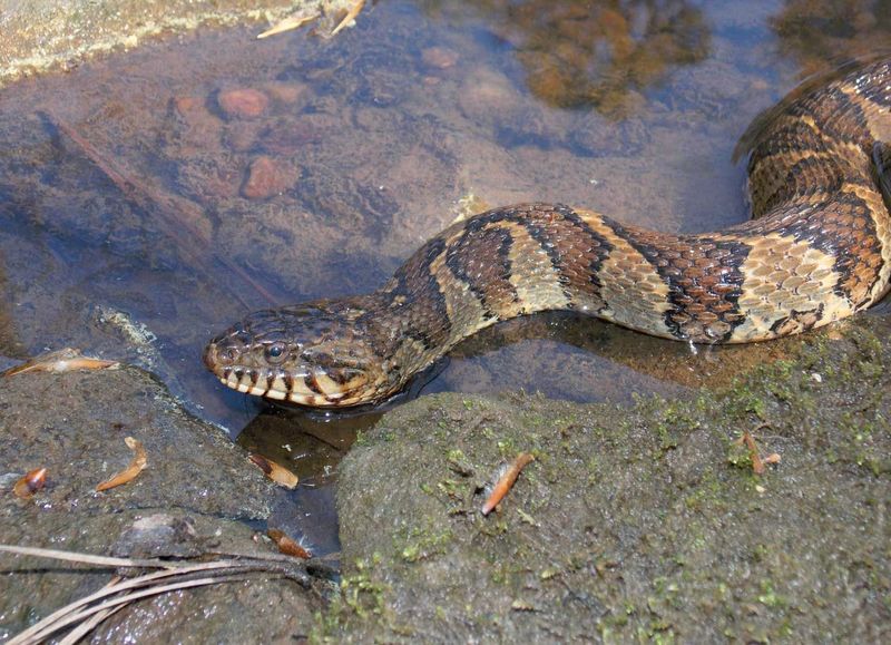 One of These 10 Snakes Could Be in Your Backyard Right Now