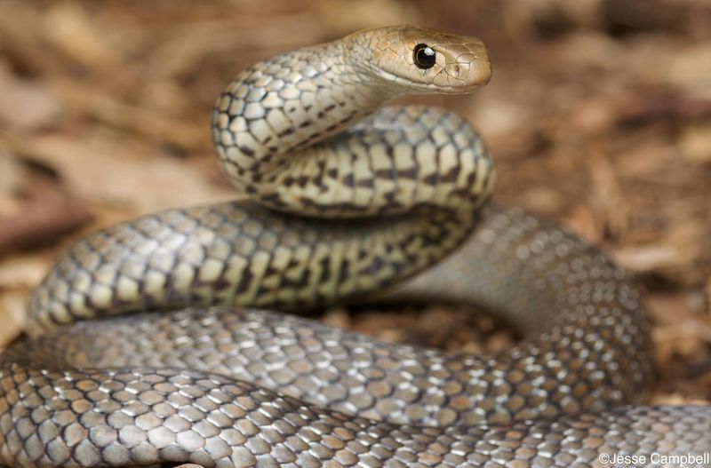 One of These 10 Snakes Could Be in Your Backyard Right Now