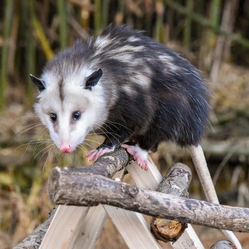 Opossum