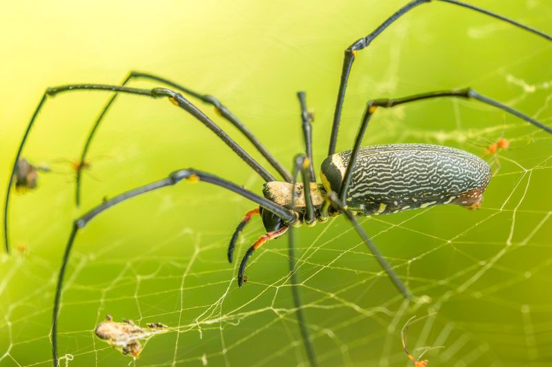 Orb Weaver