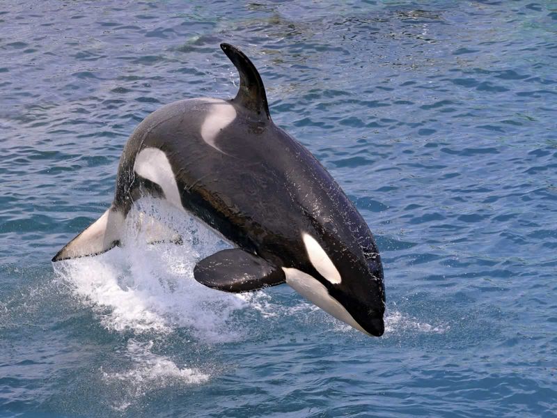 Orca