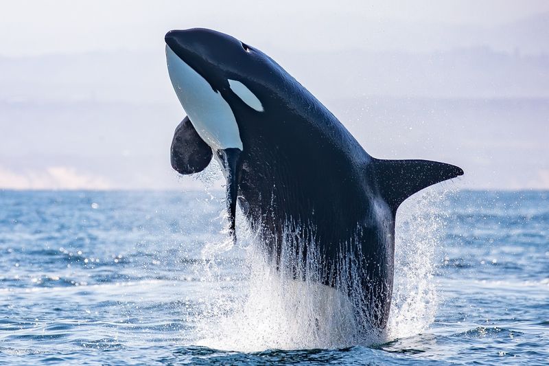 Orca Whale