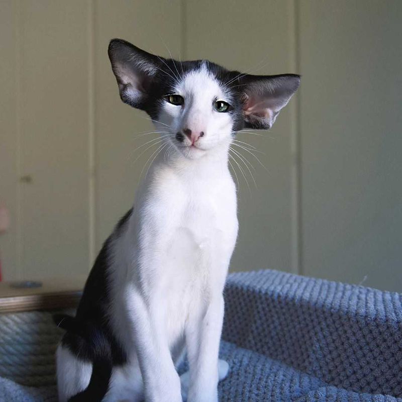 Oriental Shorthair