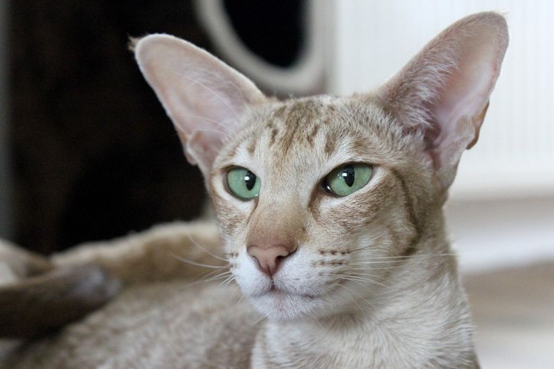 Oriental Shorthair