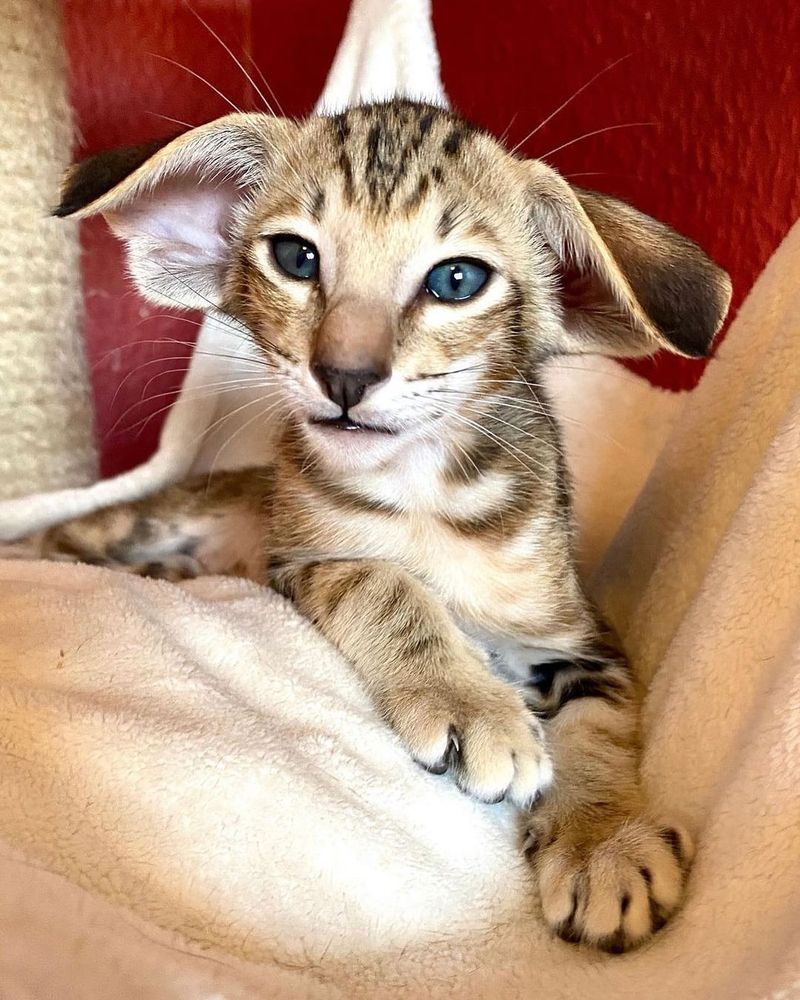 Oriental Shorthair