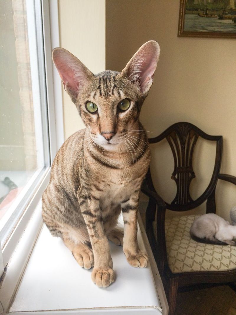 Oriental Shorthair