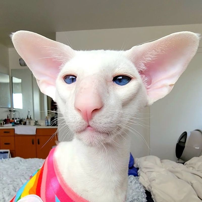 Oriental Shorthair