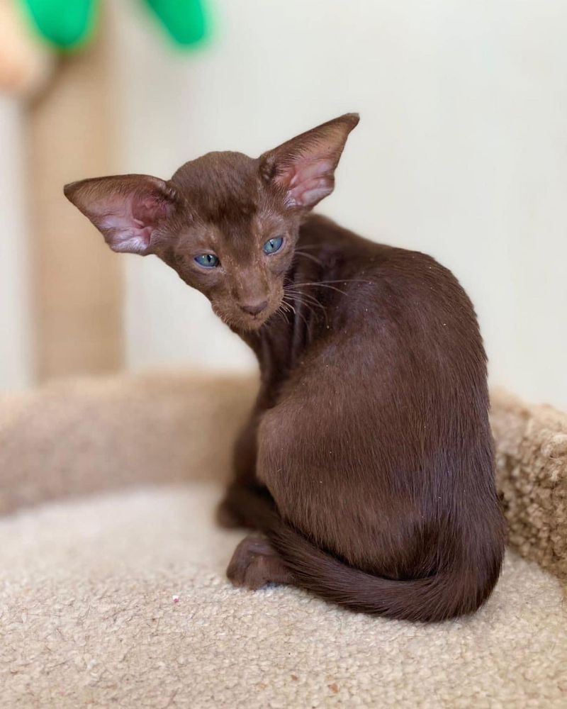 Oriental Shorthair