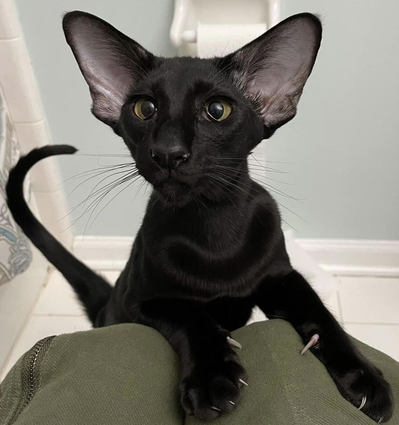 Oriental Shorthair Cat