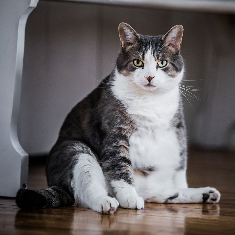 Overweight or Just Fluffy? 9 Signs Your Cat Might Need a Healthier Diet