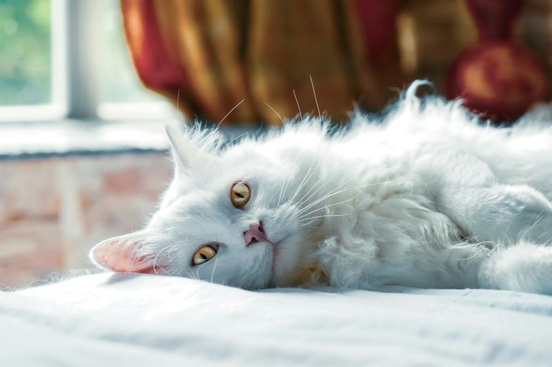 Overweight or Just Fluffy? 9 Signs Your Cat Might Need a Healthier Diet