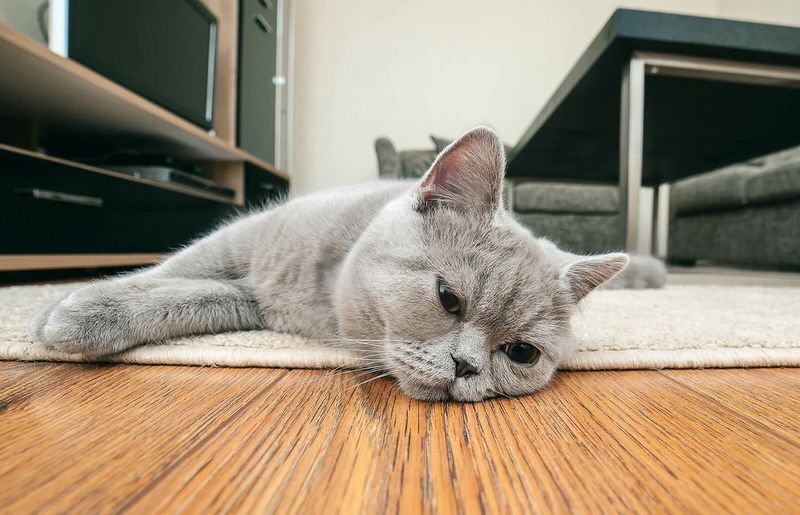 Overweight or Just Fluffy? 9 Signs Your Cat Might Need a Healthier Diet