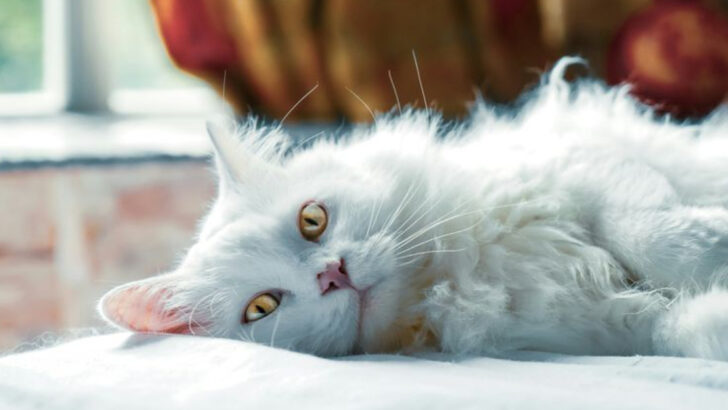 Overweight or Just Fluffy? 9 Signs Your Cat Might Need a Healthier Diet