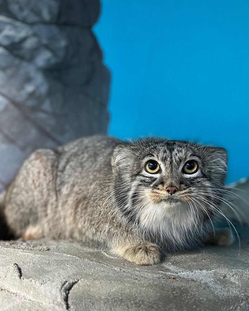 Pallas's Cat