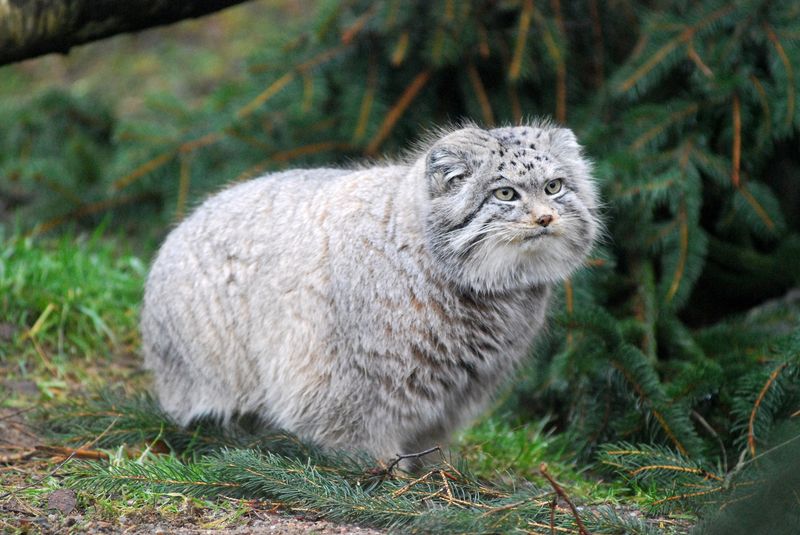 Pallas’s Cat