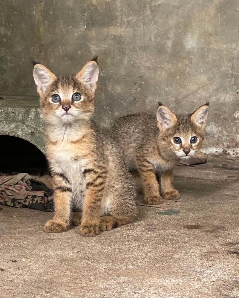 Pampas Cat