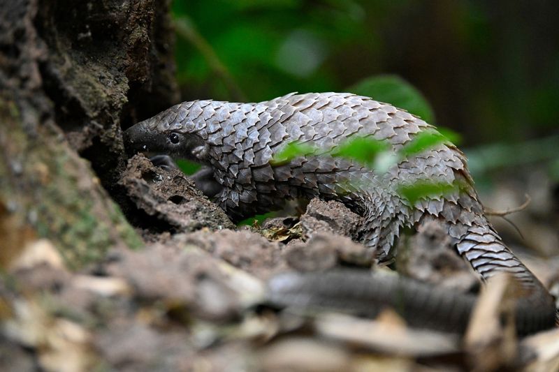 Pangolin