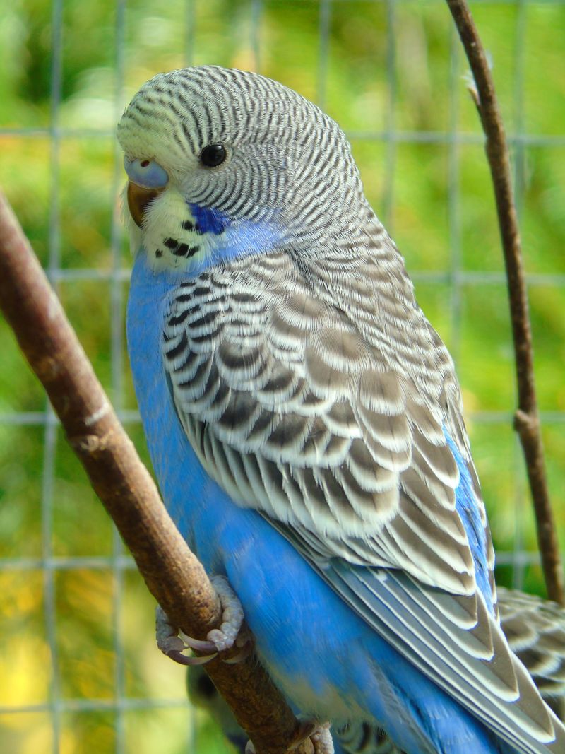 Parakeet