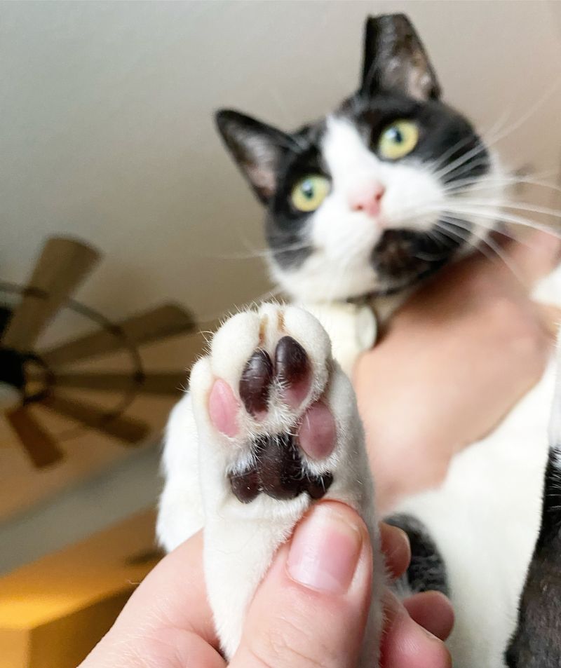 Paw-sitive Impact on Human Health