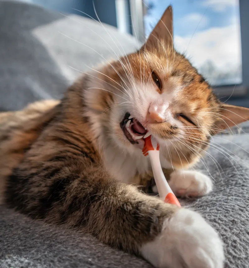 Pay attention to your cat’s dental care