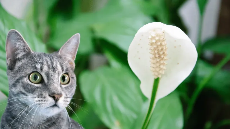 Peace Lily