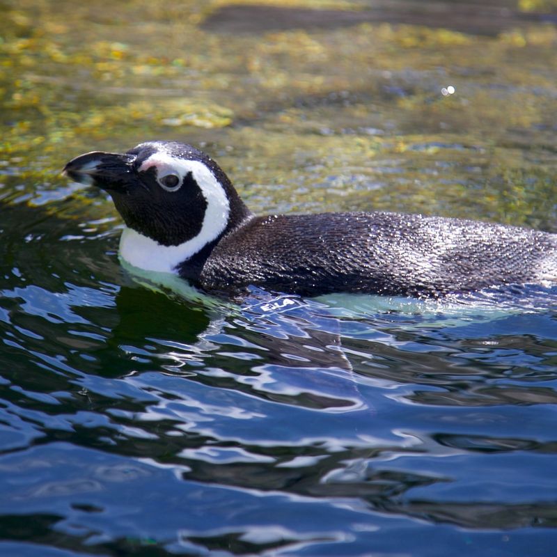 Penguins