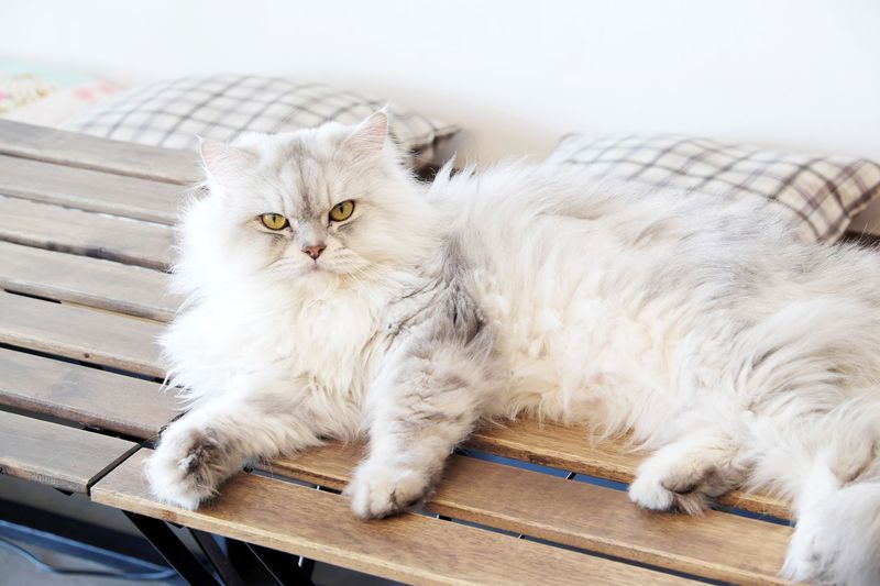 Persian Cats: Luxurious Coats, High Maintenance