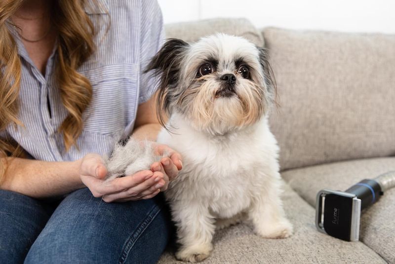 Pet Owners, You Need to Stop Making These 6 Grooming Mistakes