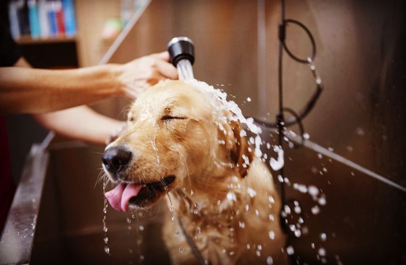 Pet Owners, You Need to Stop Making These 6 Grooming Mistakes