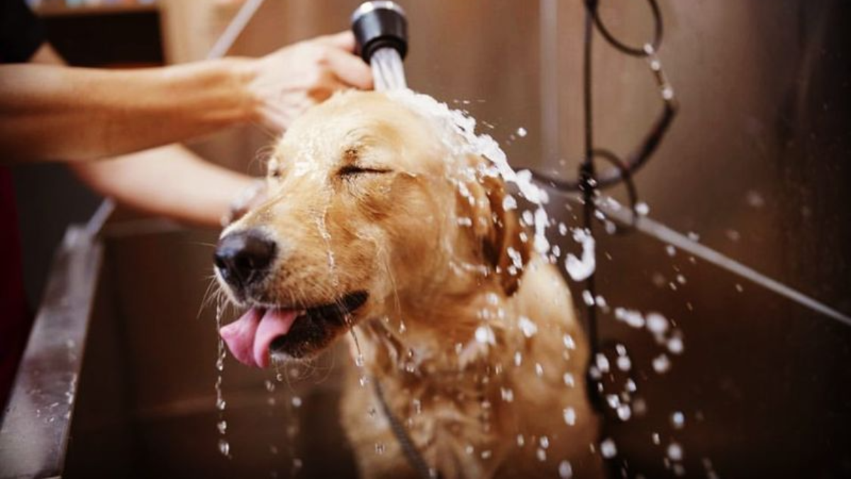 Pet Owners, You Need to Stop Making These 6 Grooming Mistakes