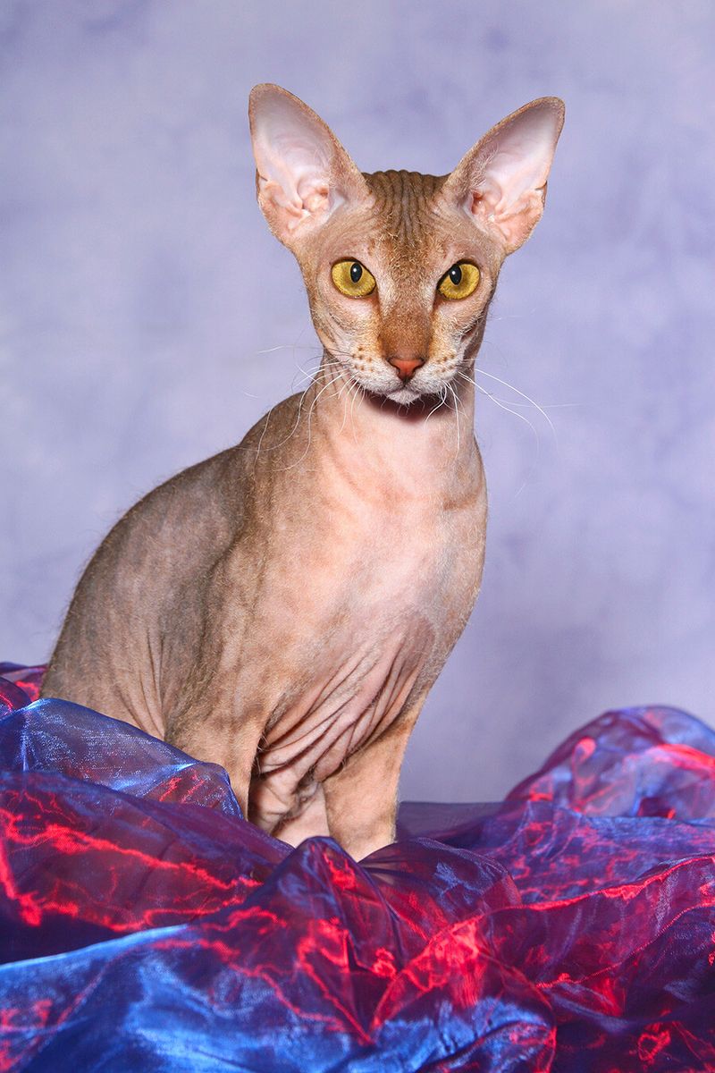 Peterbald