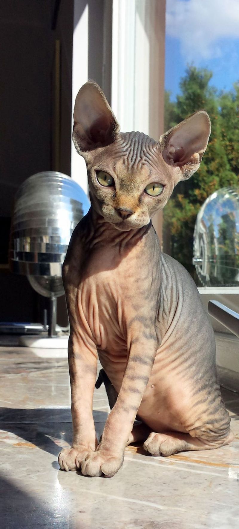 Peterbald Cat