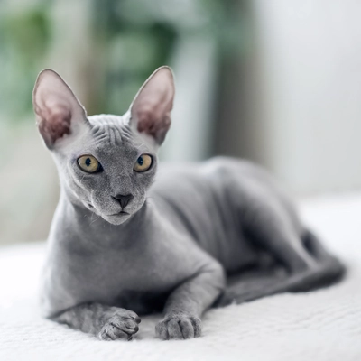 Peterbald