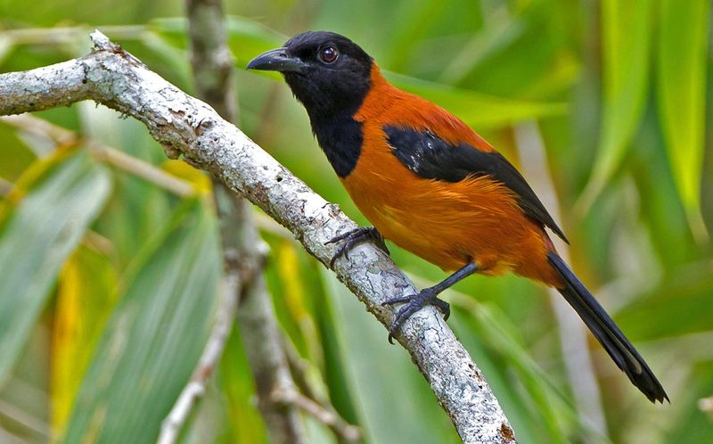 Pitohui