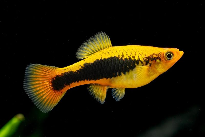 Platy Fish