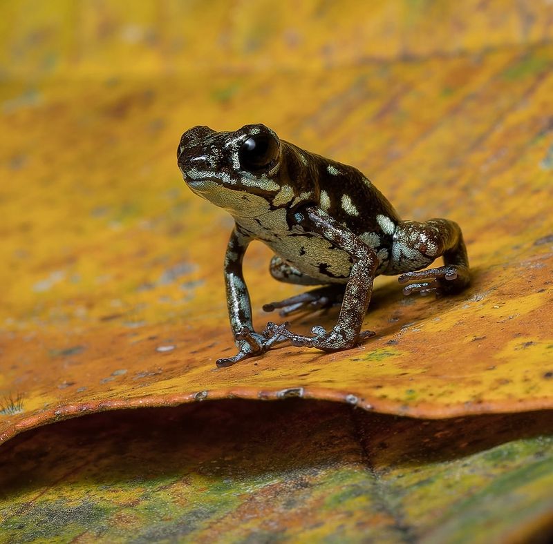 Poison Dart Frog