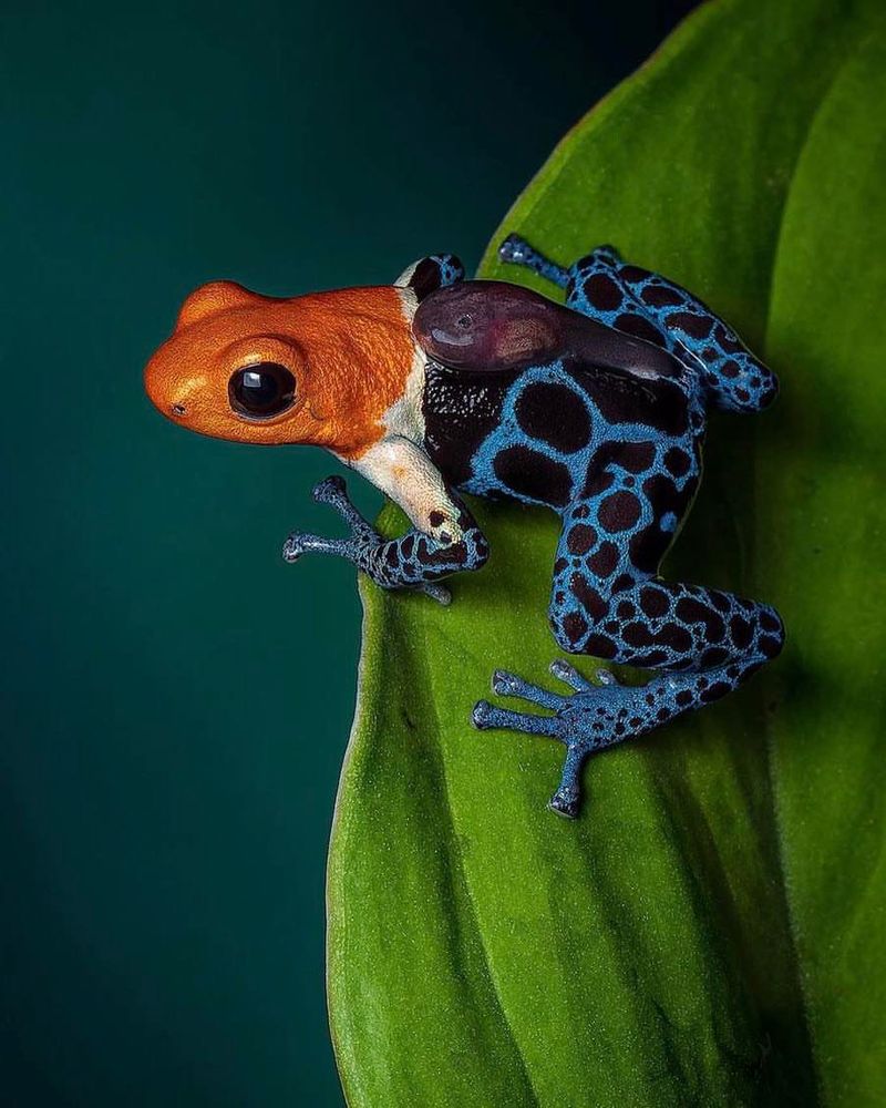 Poison Dart Frog