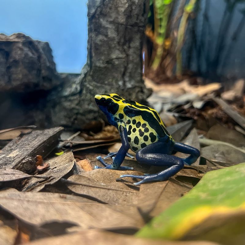 Poison Dart Frog