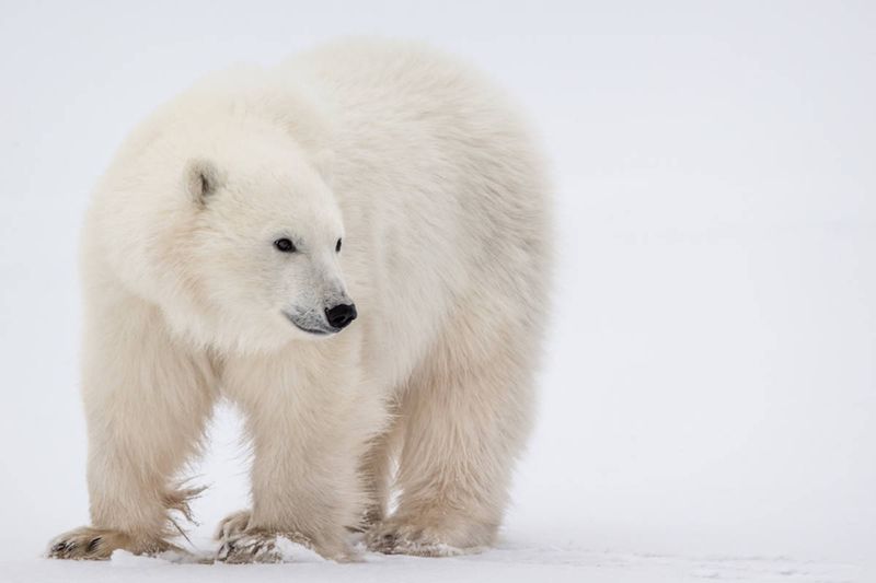 Polar Bear