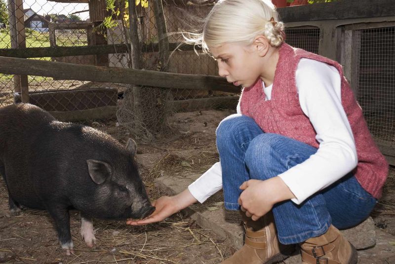 Pot-bellied Pigs